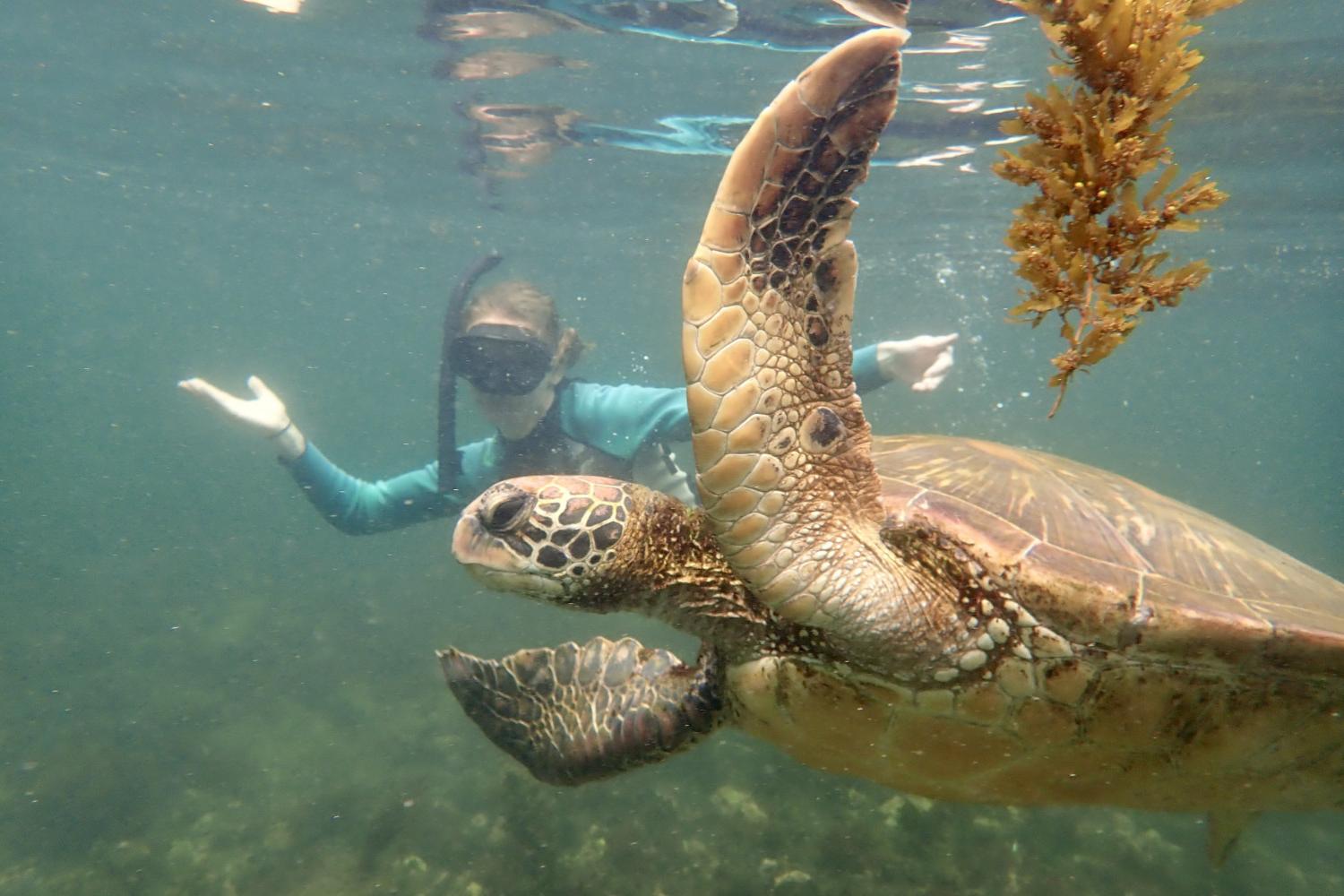 一名<a href='http://u9zw.ngskmc-eis.net'>bv伟德ios下载</a>学生在Galápagos群岛游学途中与一只巨龟游泳.